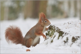 <p>VEVERKA OBECNÁ (Sciurus vulgaris) /Red squirrel - Eichhörnchen/</p>